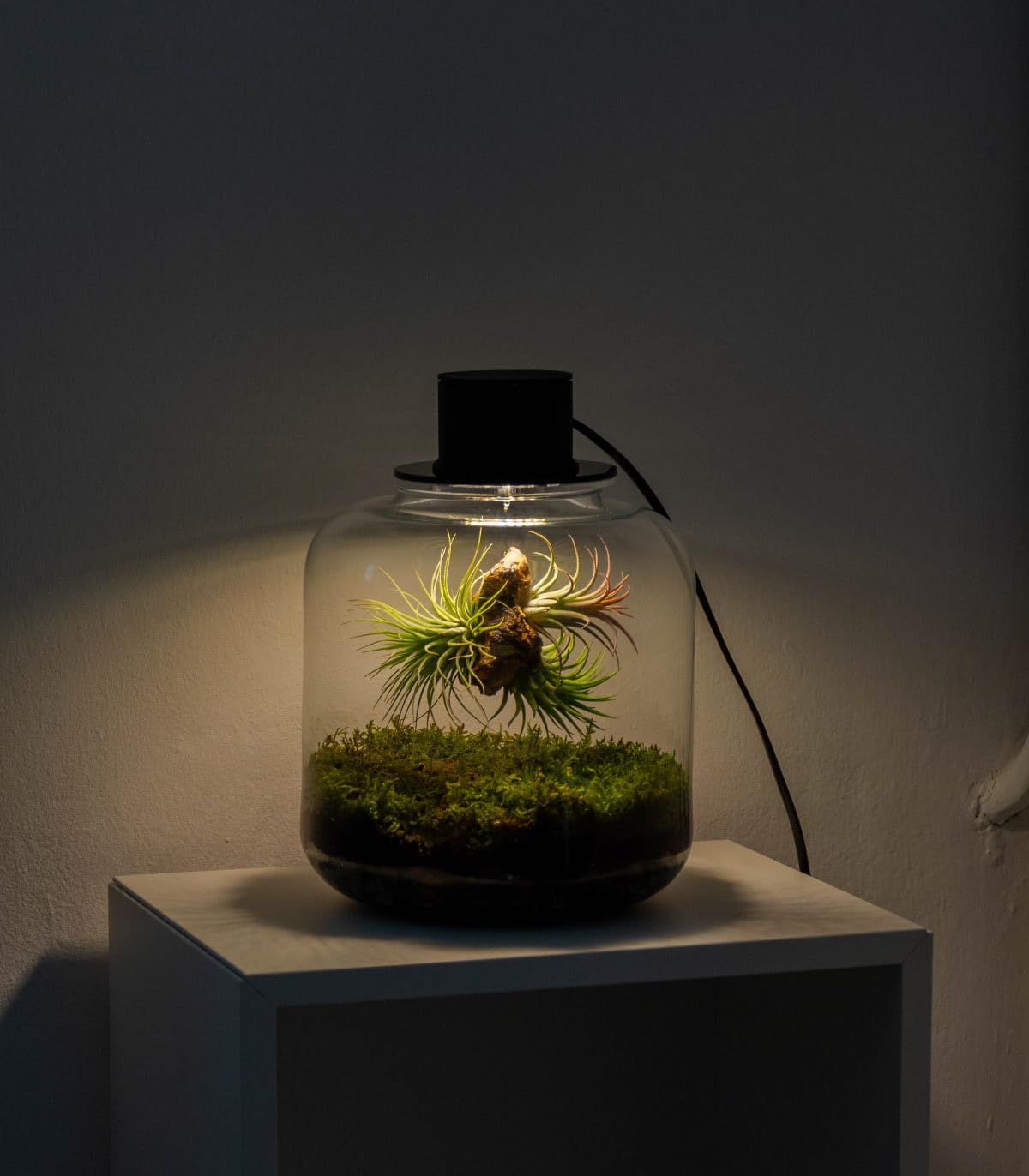 Jardin en Botella Terrario Plantas Vidrio Transparente Tapa con Foco LED | Kit Jardin en Botella Todo Incluido Plantas de Aire Naturales en Raiz de Olivo