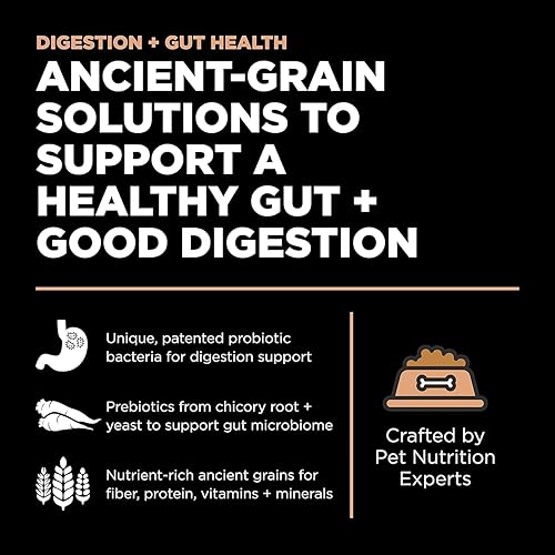 Miniatura 2 de GO! SOLUTIONS Digestion + Gut Health Receta de salmón con granos antiguos para perros, bolsa de 22 libras, alimento seco para todas las etapas de la