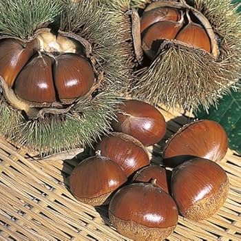 Amazon.co.jp: 栗苗木 銀寄と利平 受粉樹セット 1年生接木苗 : DIY