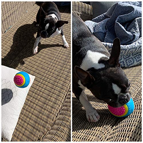 AVANZONA Hundeball. Sensorisches Spielzeug für Blinde Hunde. Sehen, Hören, Berühren, Riechen, Schmecken. Quietschball für Mittlere Große Hund. 8CM.