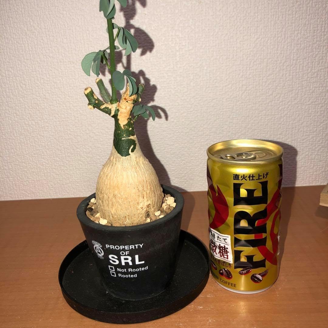 アデニア　フルチコーサ　現地球　発根株 卓上サイズ　(鉢付き) アデニア フルチコーサ 現地球 発根株 卓上サイズ (鉢付き) 植物