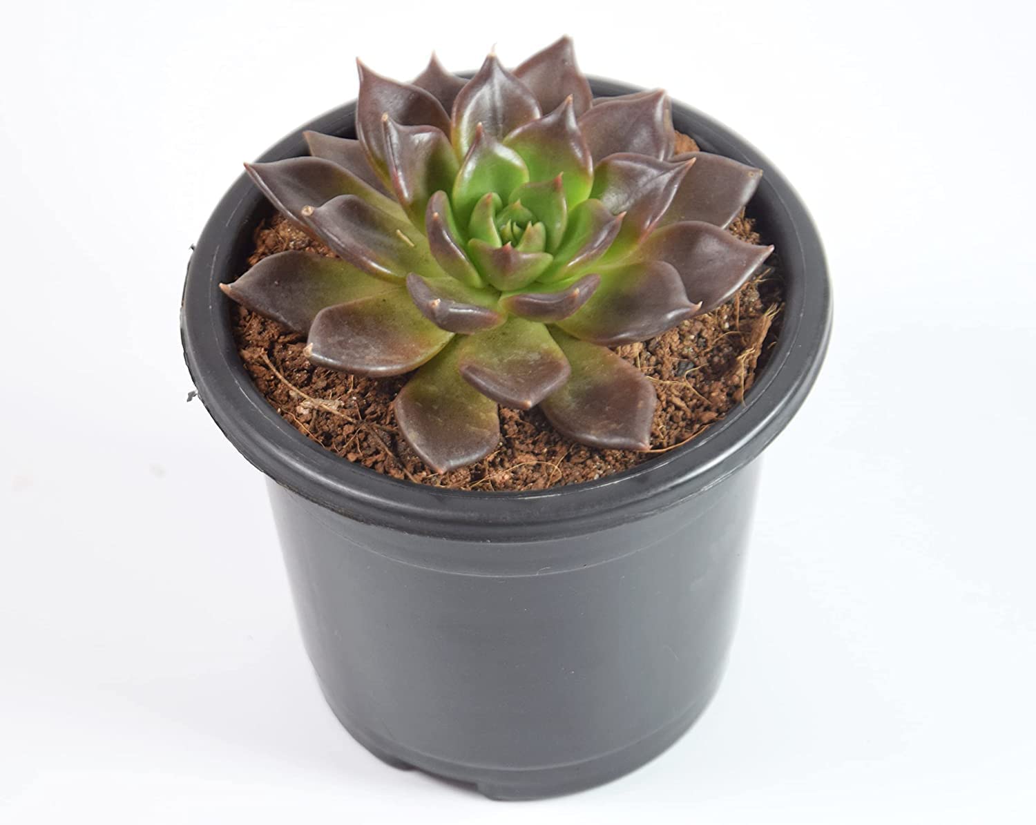 See full amazon price history chart for India gardening Vishnu Kamal Echeveria black prince Plant with plastic Pot India gardening Vishnu Kamal Echeveria black prince Plant with plastic Pot (B0BRV3SVWZ) Amazon Price History, Amazon Price Tracker