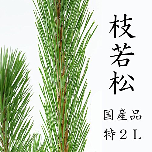 Amazon｜花木屋 若枝松 生花 切花 2L 120cm｜切り花 オンライン通販