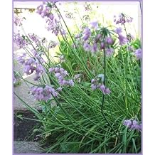 250 Allium Nodding Onion Allium Cernuum Flower Seeds