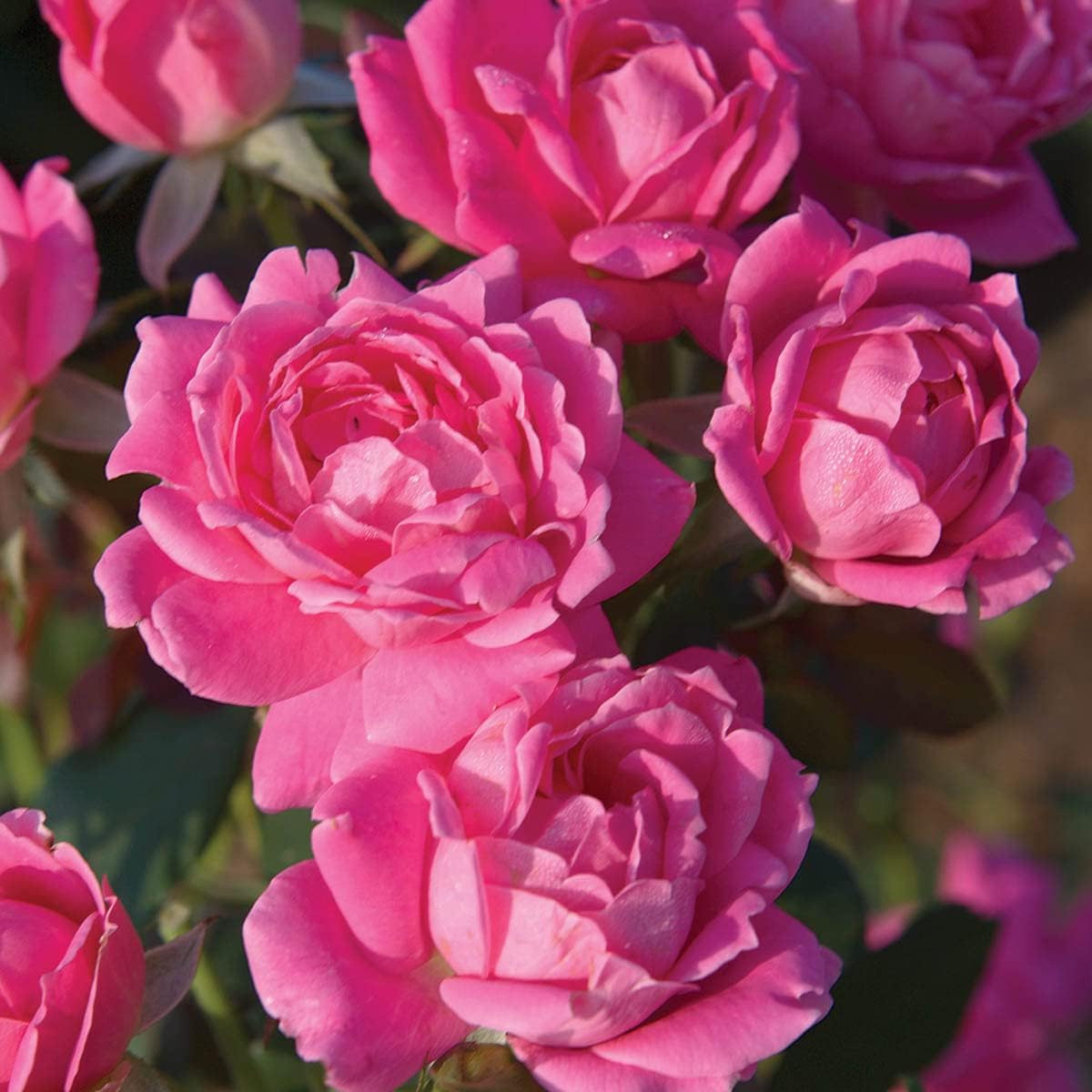 BRECK'S - Pink Knock Out Dormant Bare Root Shrub Rose, Includes one Plant per Order