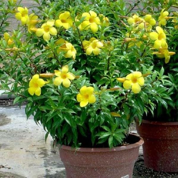Mphmi Live Plant Nursery NCR Plant Allamanda Creeper - Allamanda ...