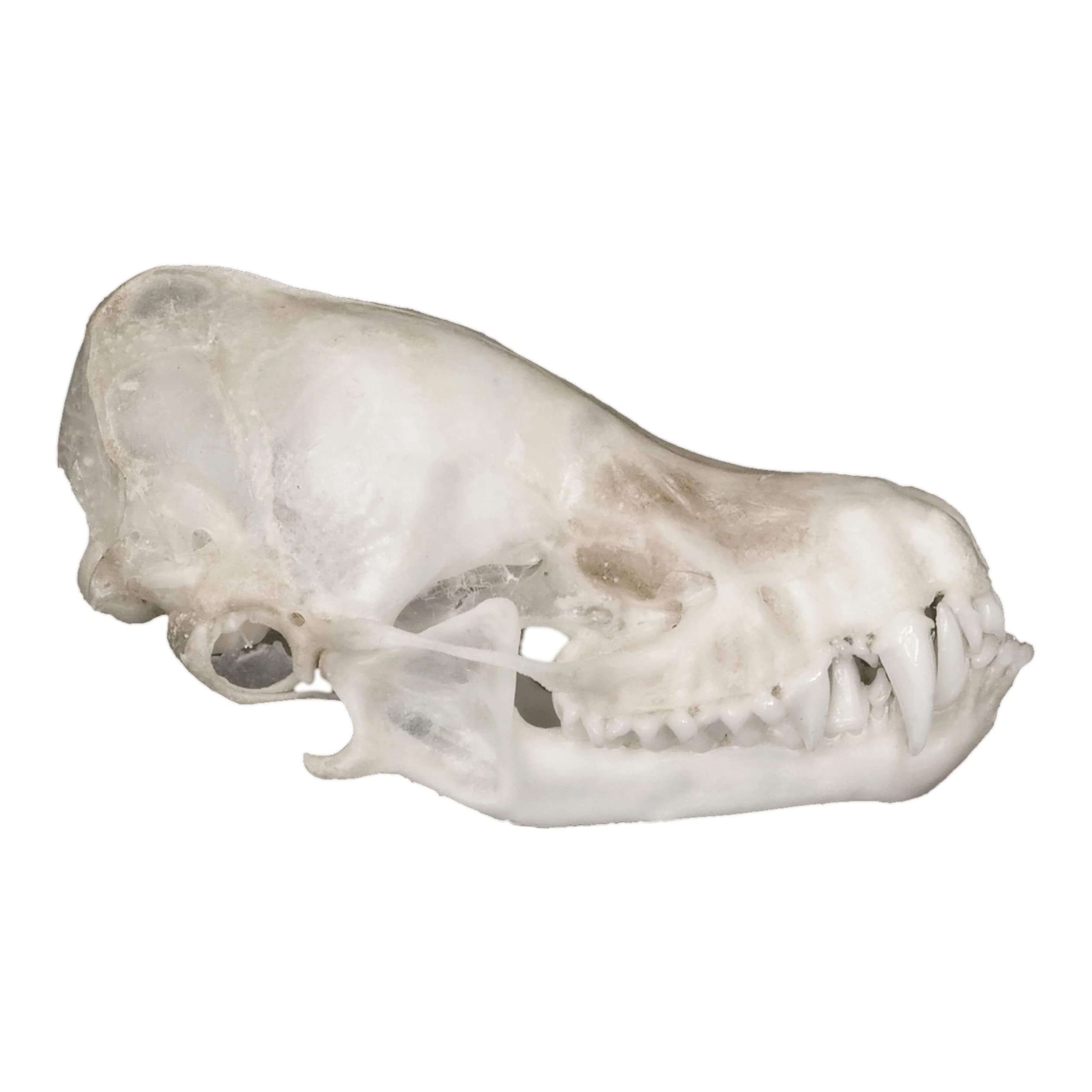Real Bat Skull A Quality