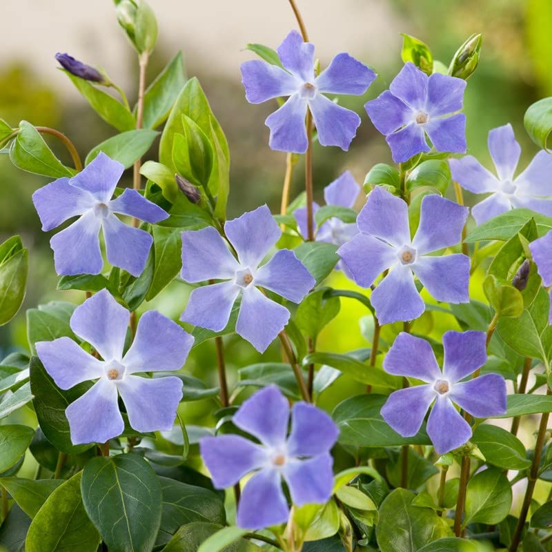 6x Grande pervenche – Vinca major – Godet 9x9 cm | Vivace persistante, fleurs bleues, idéale sous-bois