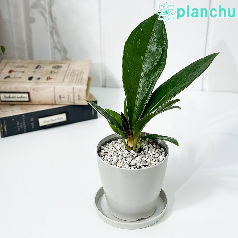 61ZdxMm6r-L._AC_UF1000,