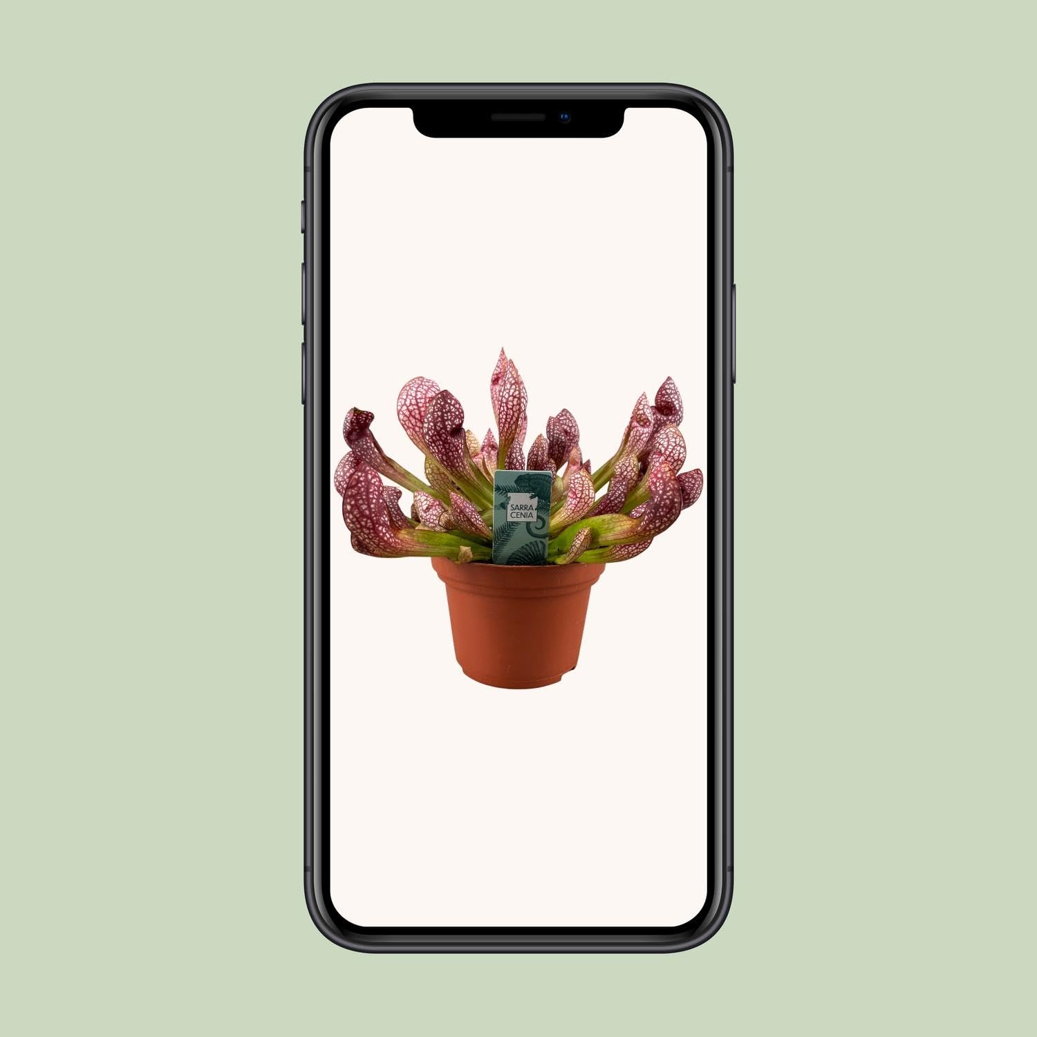Sarracenia Scarlet Belle XS - 15-20cm - Ø12cm - Plante d'intérieur - Vert persistant
