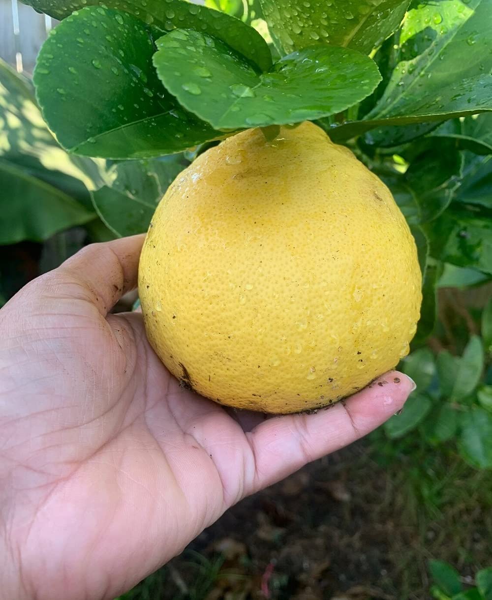 See full amazon price history chart for IXORA Nimbu Big Size ball Pati Lemon Variety Fruit (Air Layering/Grafted) Live Plants & Tree(1-2 Ft Size) IXORA Nimbu Big Size ball Pati Lemon Variety Fruit (Air Layering/Grafted) Live Plants & Tree(1-2 Ft Size) (B0BM7Y2RT4) Amazon Price History, Amazon Price Tracker