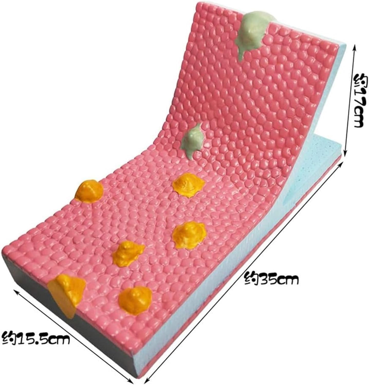Modello a mosaico di flusso a membrana cellulare, anatomia della struttura liquida fosfolipidica per dimostrazione di insegnamento biologico, strumento educativo per studi di biologia cellulare