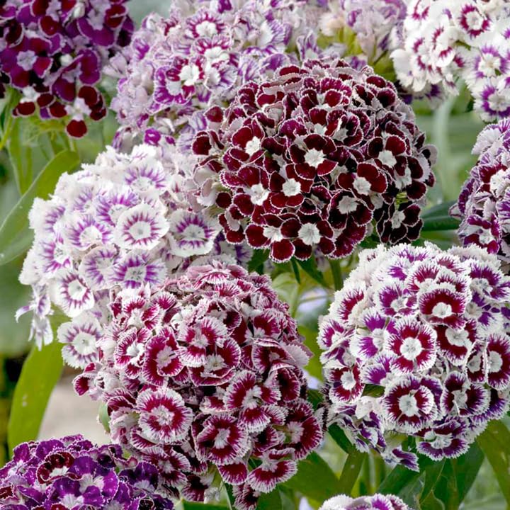 See full amazon price history chart for Dianthus caryophyllus Sweet William Blossom Imported Flower-Pack Of 30 Seeds Dianthus caryophyllus Sweet William Blossom Imported Flower-Pack Of 30 Seeds (B0BGCB5XS9) Amazon Price History, Amazon Price Tracker
