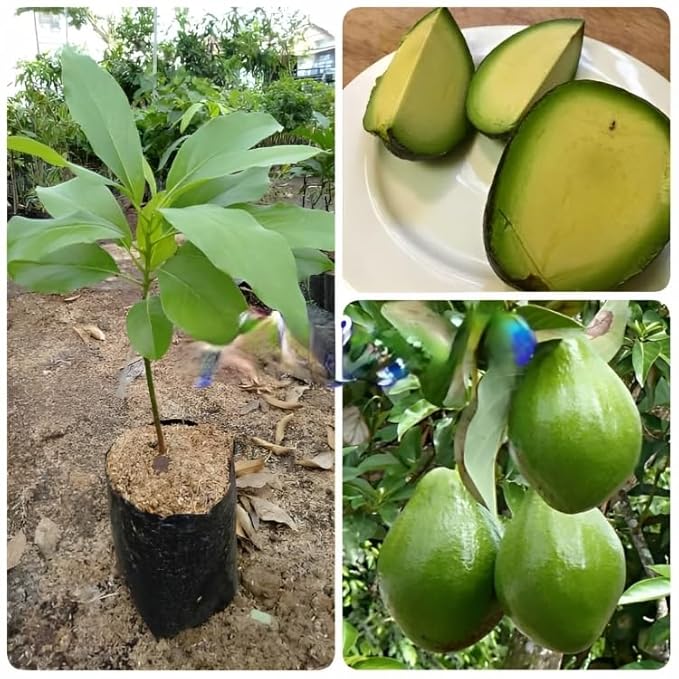Pyanabi "hass Avocado Fruit Plant Grafted" (plant Height 1.52) Hybrid