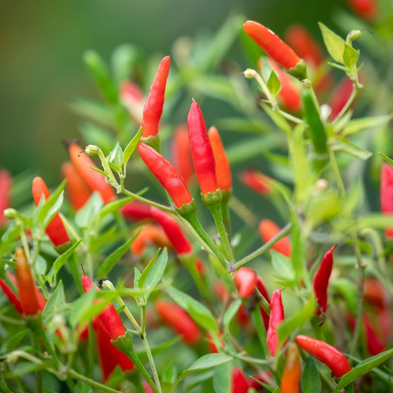 Naga chilli seeds all season For Home Planting Pack Of 110 (B0CVW4NMXY) Amazon Price History, Amazon Price Tracker