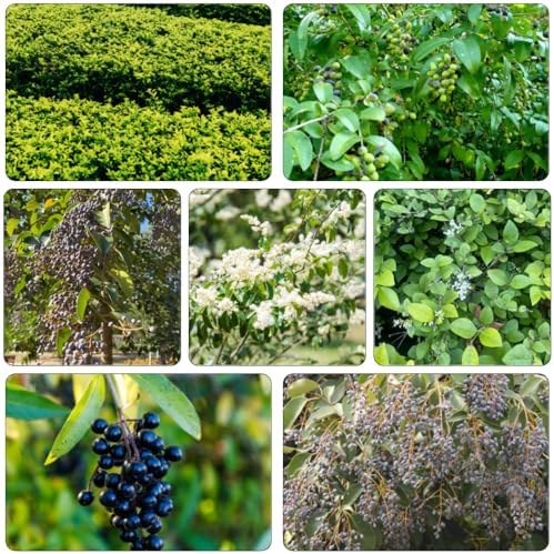 semillas seto de aligustre jardín del balcón trepadoras resistent...