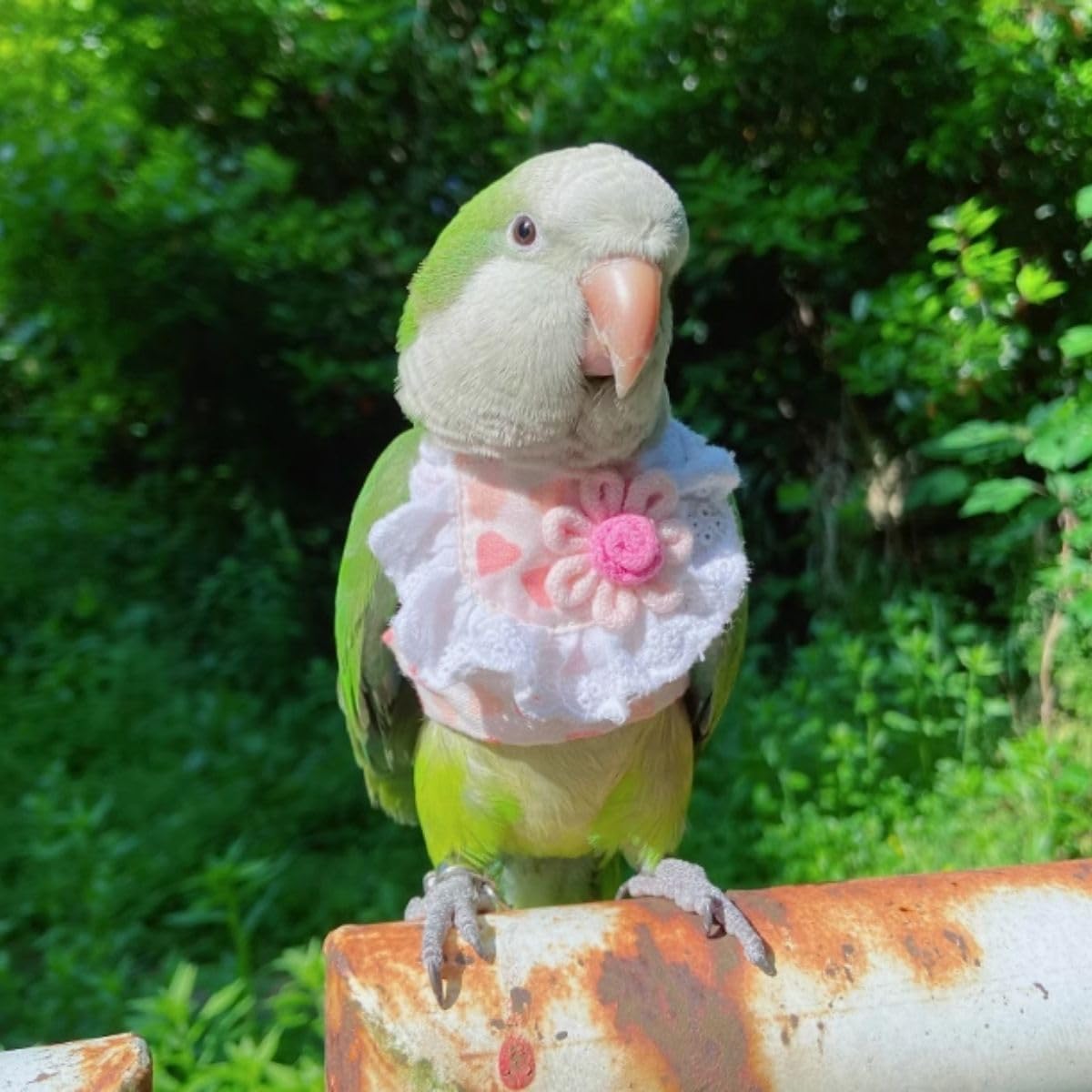 Bird Costume Bird Diaper Flight Suit Bird Summer Clothes Cosplay Photo Prop for Parrots Lovebird Parakeet Cockatiel Small Animals Apparel (Without Diaper,L)