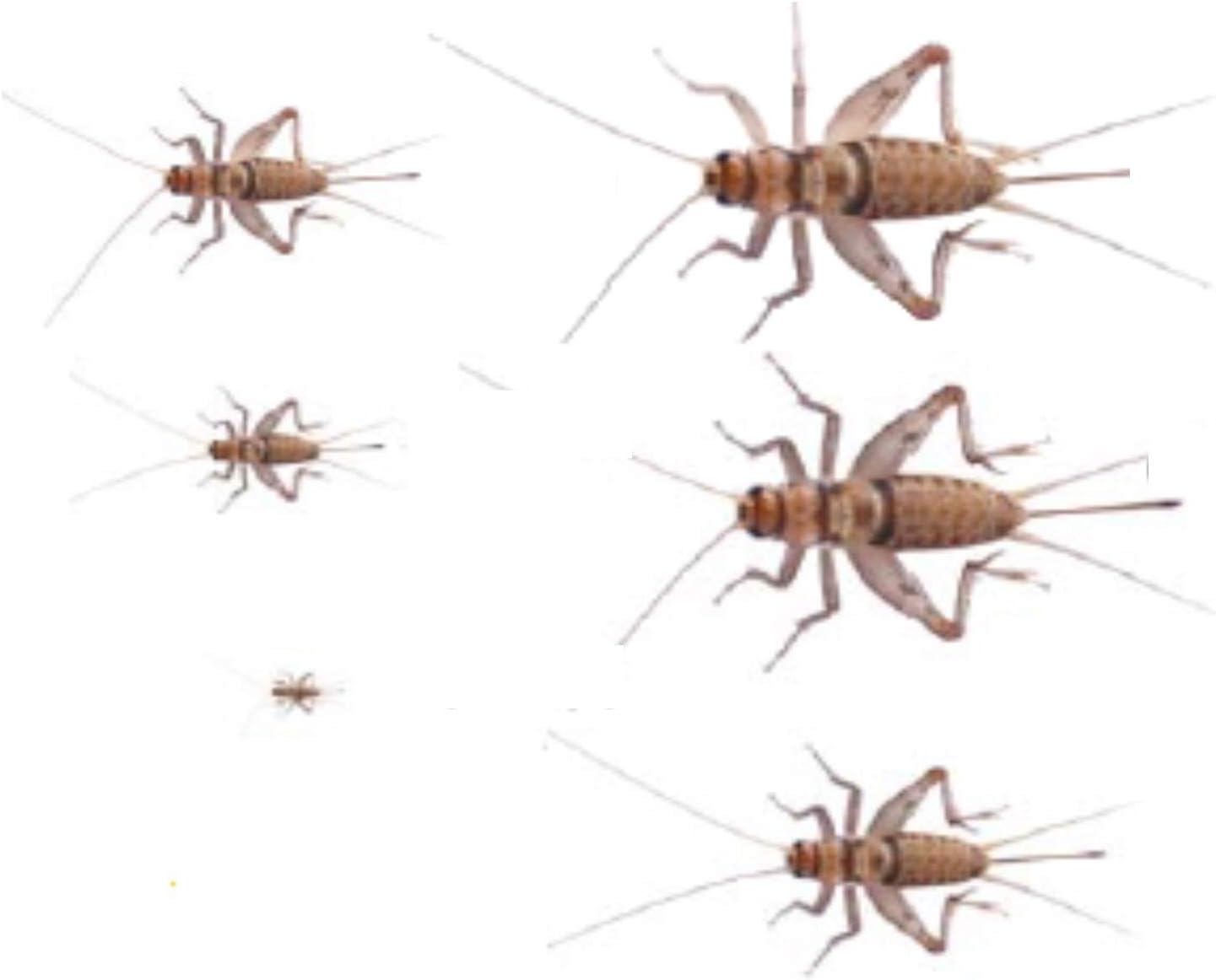 Adult Locust Maxipack Tub Of 12 - Livefoods Direct Live Insect Food For