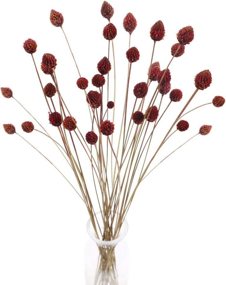 30 Pcs Dried Flowers Bouquet Bulk Mini Billy Ball Flowers Pine Cone Flowers Natural Dried Flowers for Vase Handmade Fake Flowers for Home Indoor Kitchen Office DIY Wedding Table Decor (16.9")
