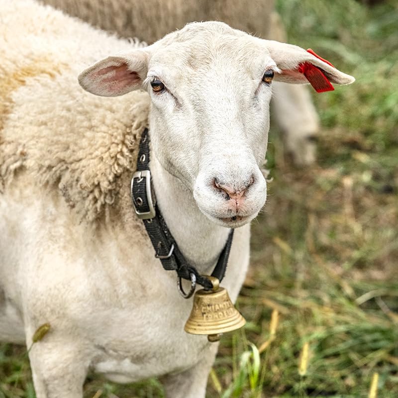 Miniatura 3 de Premier 1 - Campana de latón suizo para ovejas, mascotas y ganado