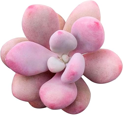 Miniatura 1 de Succulents Box Moonstones Pachyphytum (2 pulgadas) Suculenta rara saludable y viva