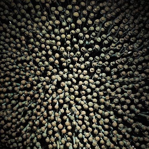 『Bertoia Bushes; Inspiration, Construction and Value』のカバーアート