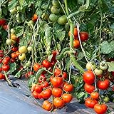 semillas de tomate variedades antiguas - frescas resistentes interior purificadoras aire balcones 500pcs