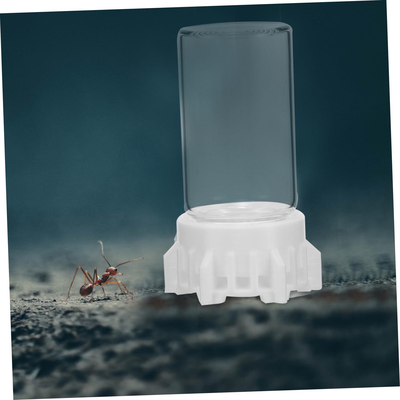 INOOMP 5stücke Ant Wasser Futterspender Transparente Ameisenfütterungsbox Leicht Zu Reinigen Langlebig Für Ameisennester Und Garten Sicheres Trinken Für Ihre Ameisen