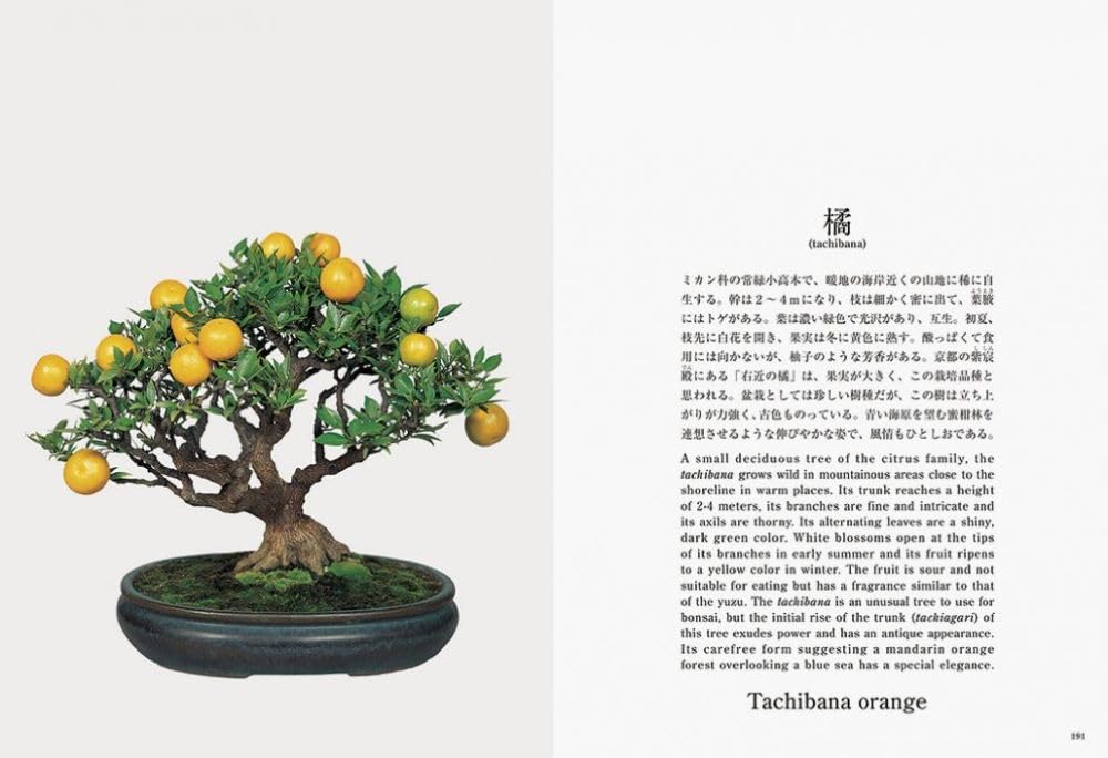 Bonsai: Reprint Edition