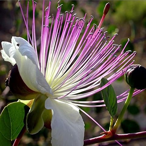 10PCS European Capparis Spinosa Seed Spice Plant Cover