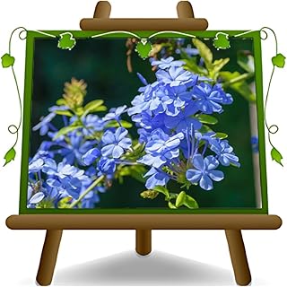 Plumbago Auriculata – Imperia Blue - Kletterpflanze - pflanze auf Blumentopf 22 cm. - maximale Größe 105 cm. product image