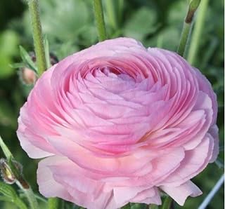 Easy to Grow Ranunculus Italian Elegance Rose Chiaro 5 Plant Bulbs - Full Pink Flowers in Spring Full Sun Outdoor Zones 8-10, Mediterranean