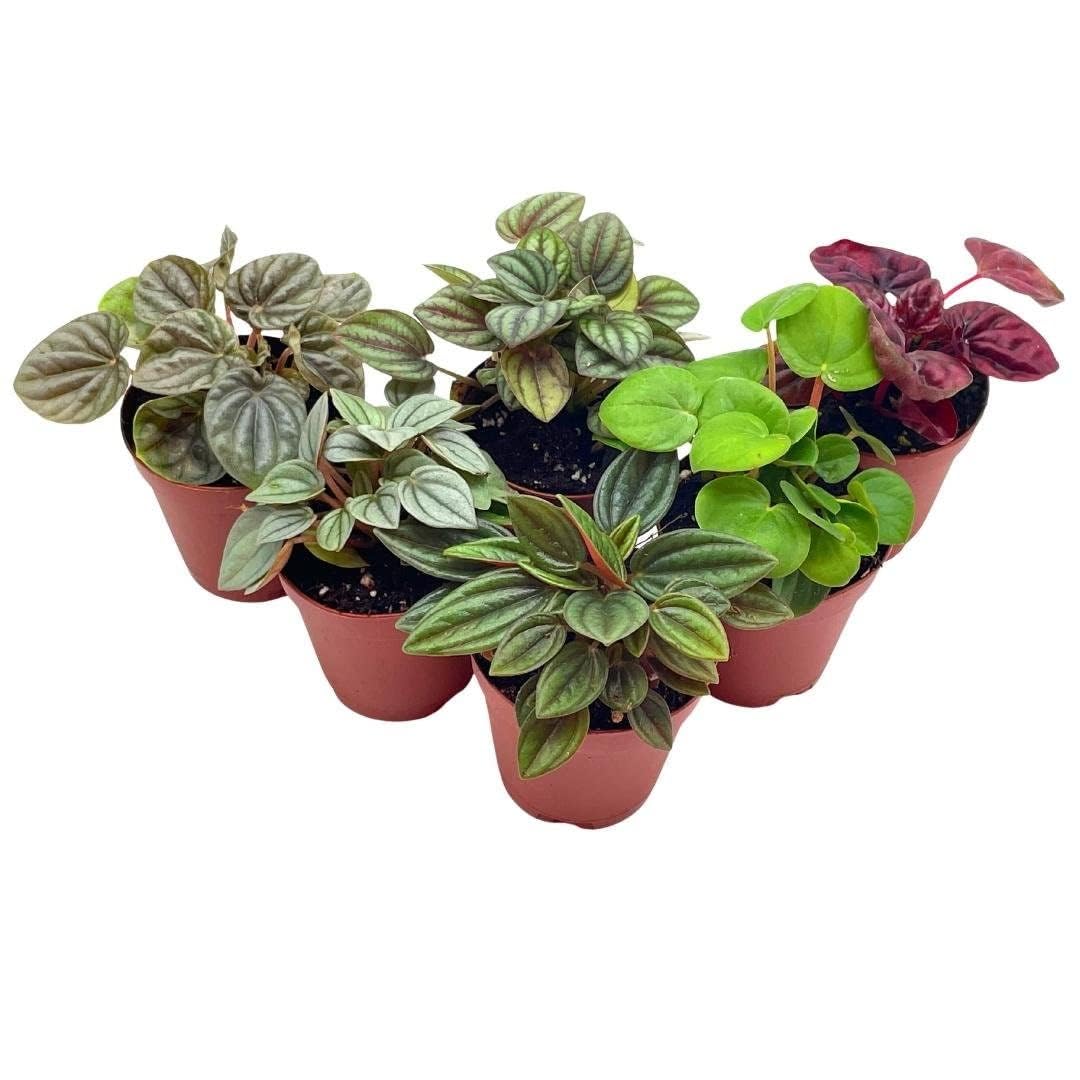 BubbleBlooms Peperomia Assortment