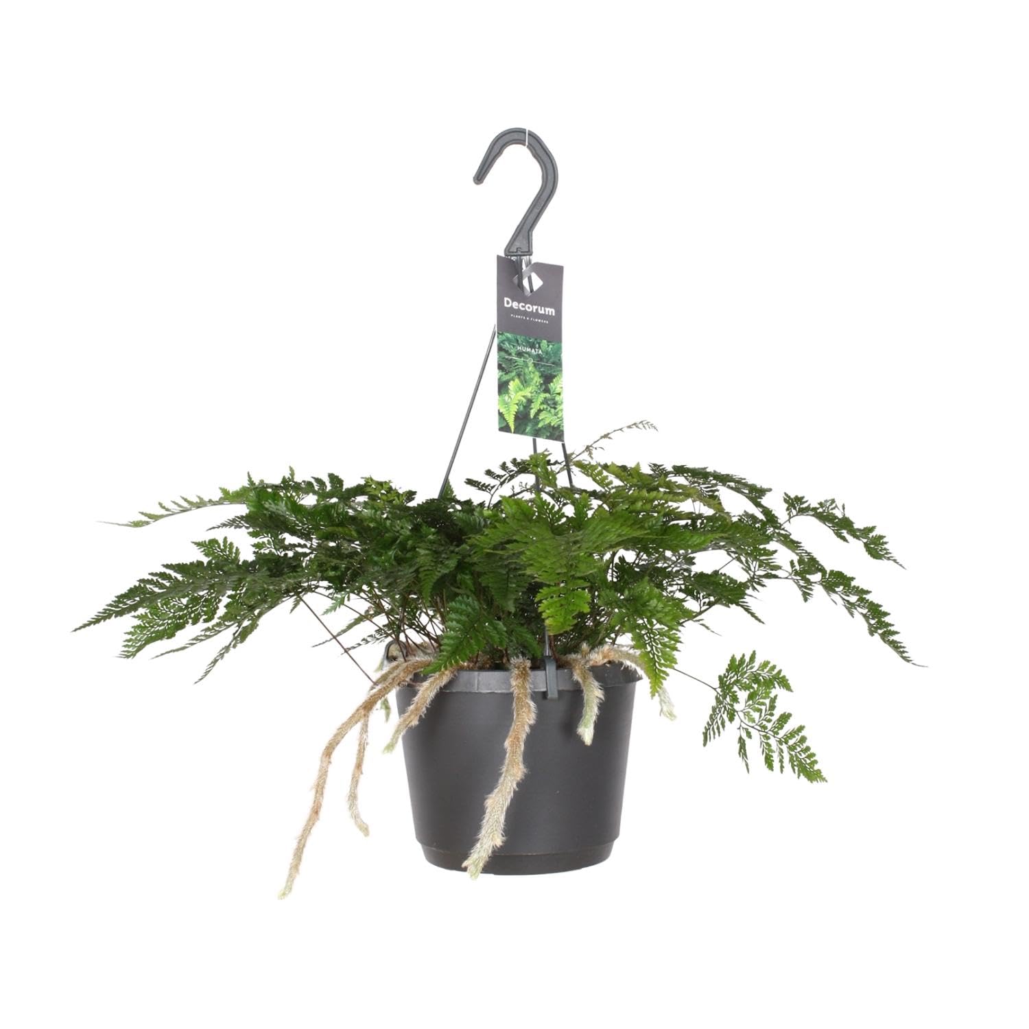 Felce Davallia con Rizomi, Pianta da Interno, Verde, Vaso Ø17cm H30cm