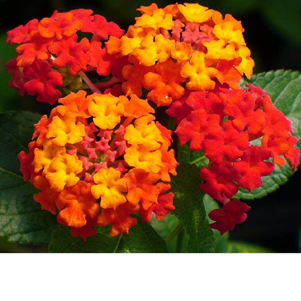 Delorea Lantana Live Plant Flower 1 Healthy Live Plant (B0979HB54G) Amazon Price History, Amazon Price Tracker