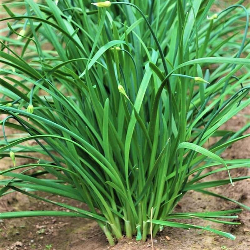 2 Hardy Garlic Chives Live Plant, Live Garlic Chives, Garlic Chives, 4 Inch Tall, Heirloom Leeks Plant, Hardy Perennial Chives Plant for Planting