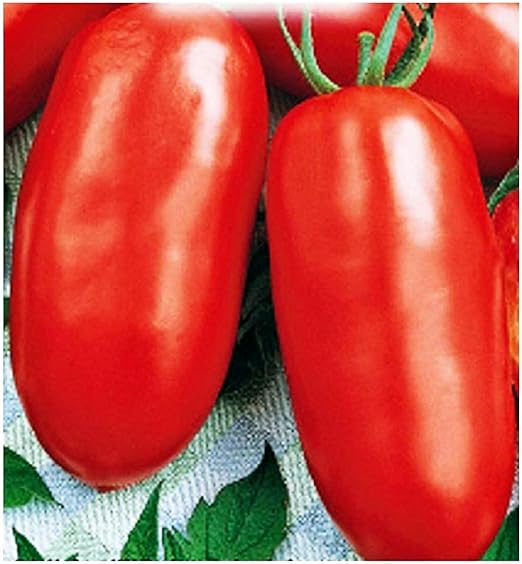 San marzano gigante 2 graines de tomates hautes solanum lycopersicum
