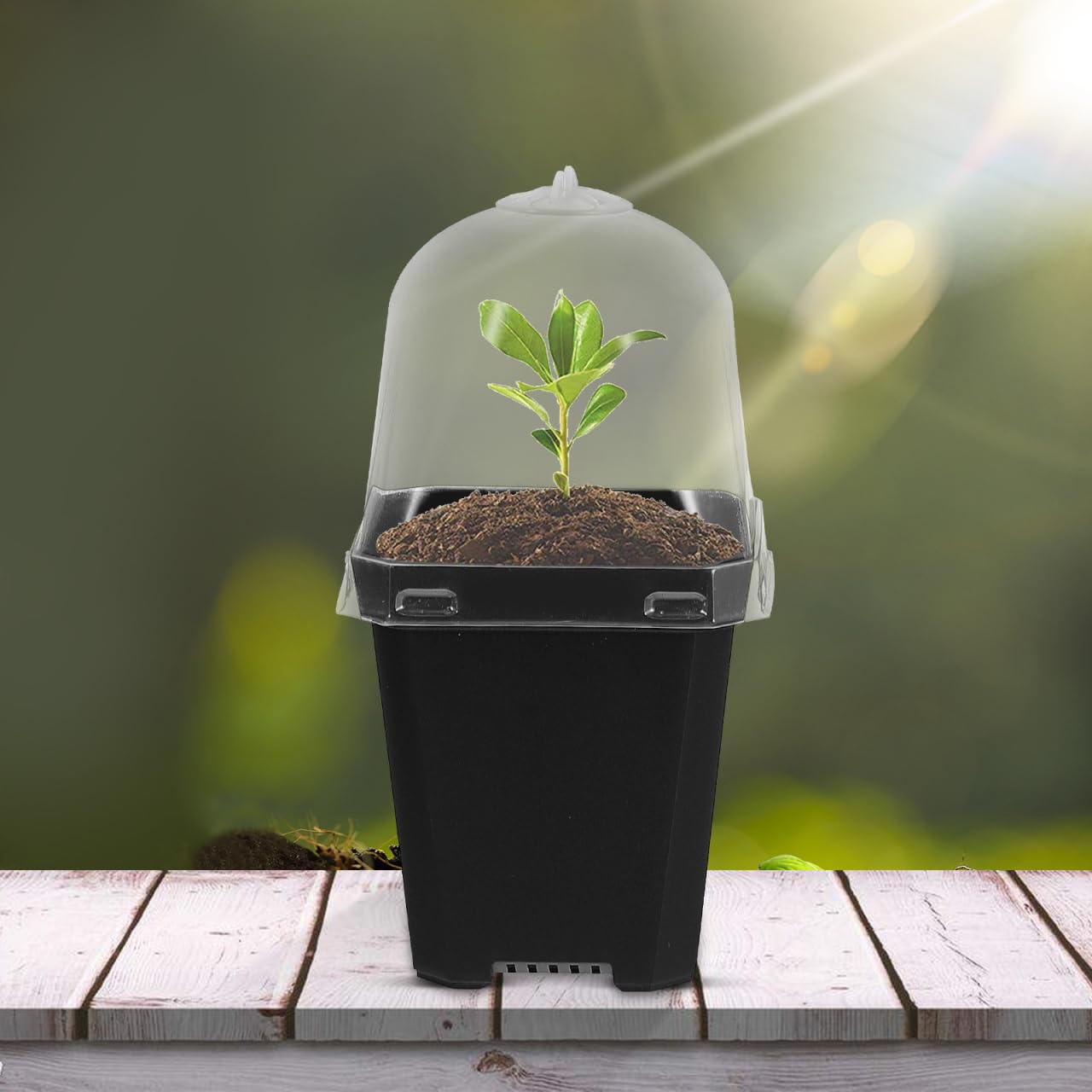 Juego de 10 Mini maceteros para Interior, con Tapa para Cactus, Plantas suculentas, alféizar de la Ventana, Invernadero, de plástico, para Plantas, sembrado y Hierbas ()