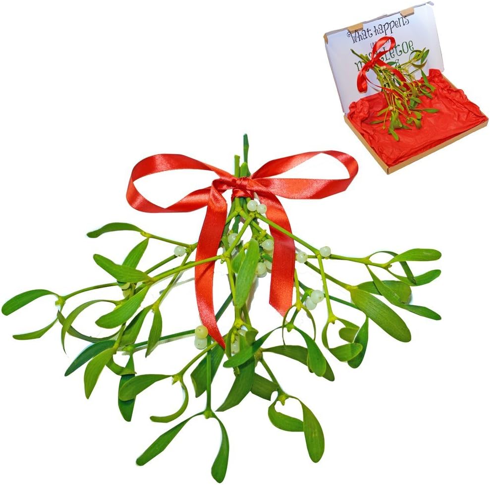 Bunch of Real Fresh Mistletoe Decoration tied with festive Ribbon