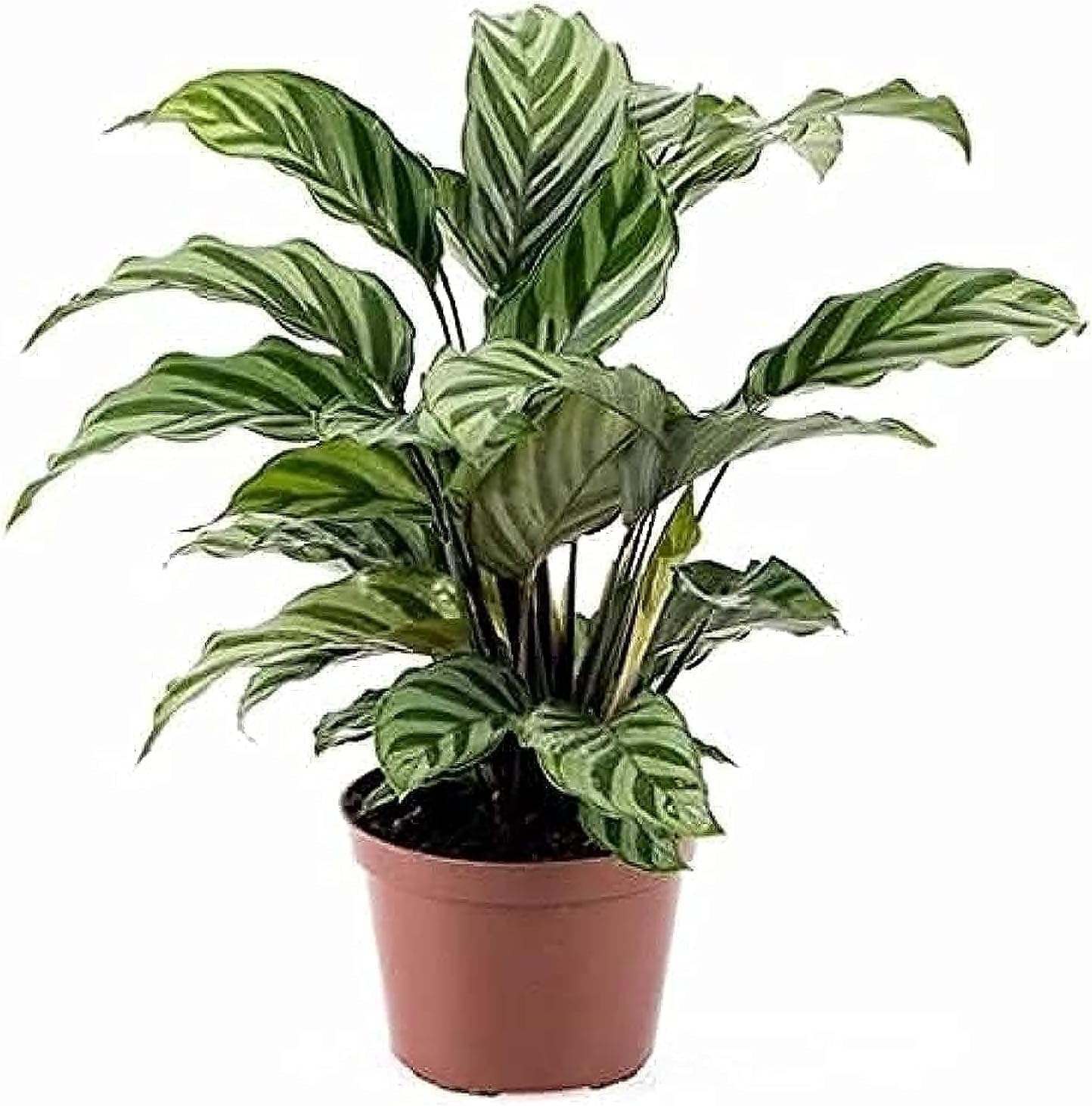 Calathea Freddy 30- 35 CM | fresh indoor plants