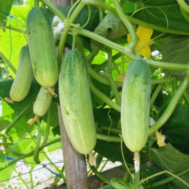 Set 2 Green Cucumber Plants Live for Planting, Live Cucumber Plants for Planting,...