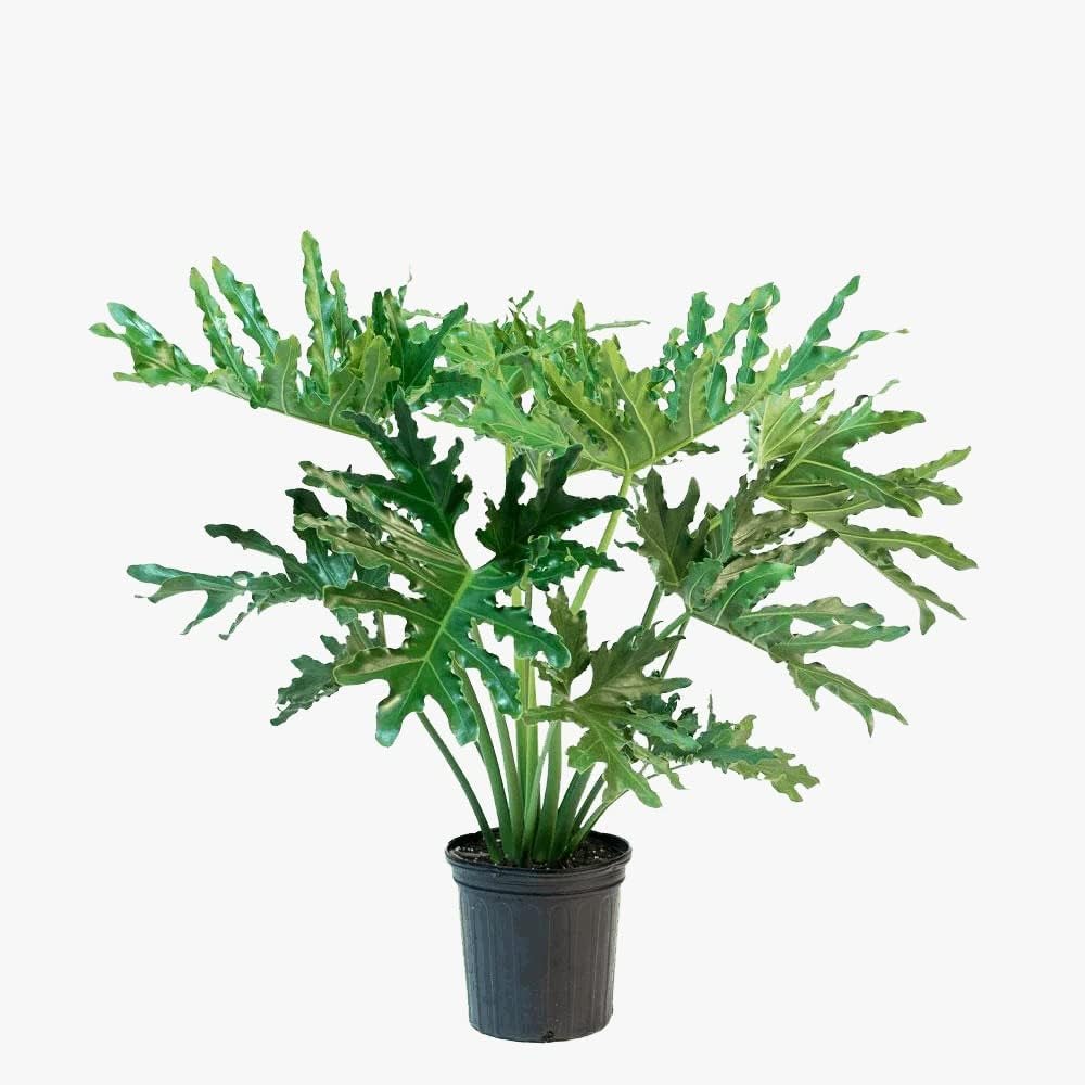 Garden Art Philodendron Selloum Air Purifying Plant (Pack Of One Healthy Live Plant) for indoor garden, Living room Decoration (INDOOR, PHILODEDRON SELLOUM) Nursery Grower's Bag/Pot