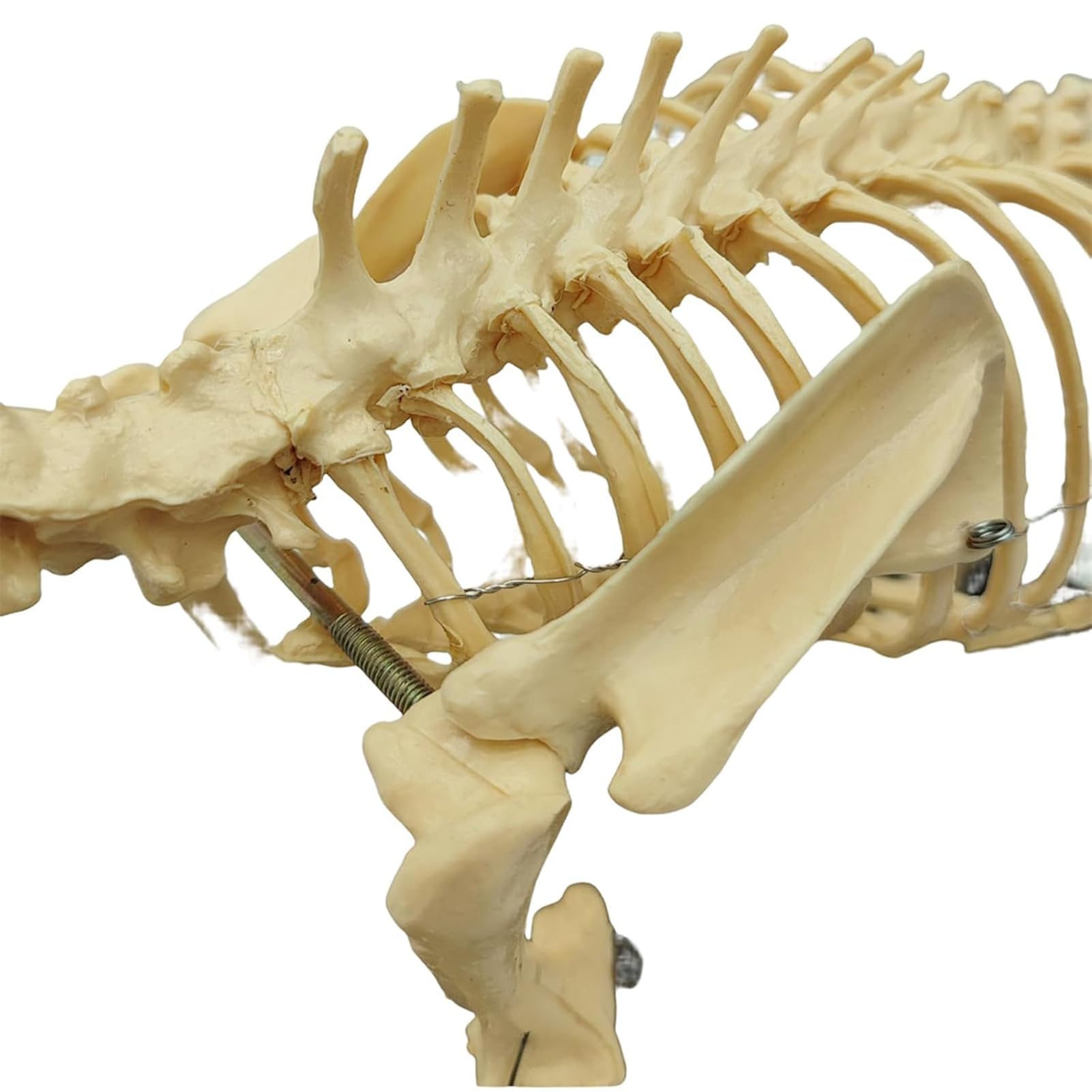 Model szkieletu psa - rozmiar 64 cm medyczny anatomiczny szkielet psa do nauczania weterynarii i prezentacji