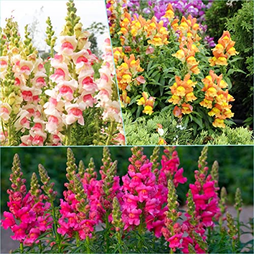 Snapdragon Seeds, 5000 Flower Seeds Per Packet, (Notswoh's Seeds) #TOP6