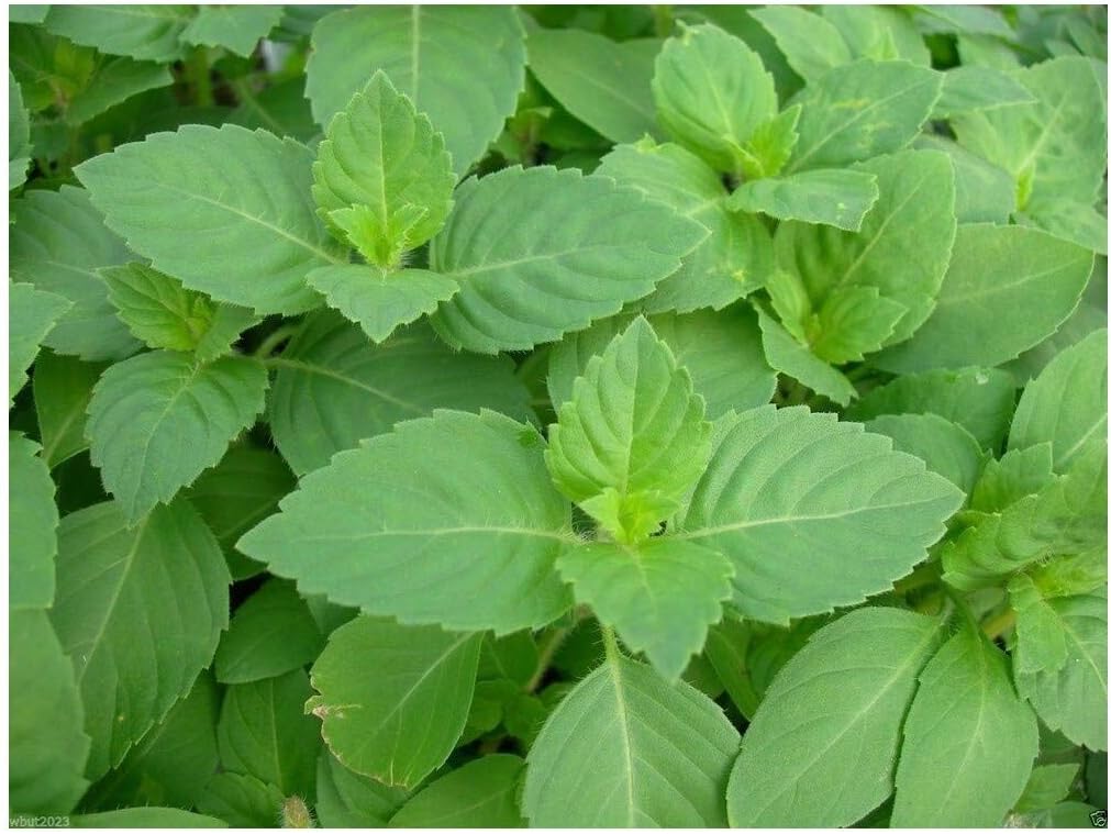 PREMIER SEEDS DIRECT -HOLY Basil - 2500 Seeds - OCIMUM Sanctum (TENUIFLORUM)