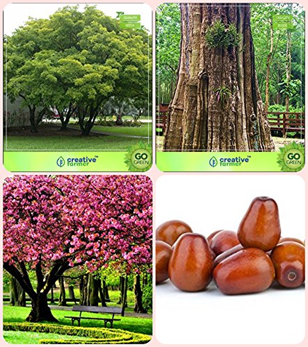 Creative Farmer Tree Seeds For Home Indoor Pongamia Pinnata,Teak Seeds,Peach,Plum Combo For Home Garden Medicinal Tree Seeds & Timber Species/Shade Tree & Fruit Seeds Seeds
