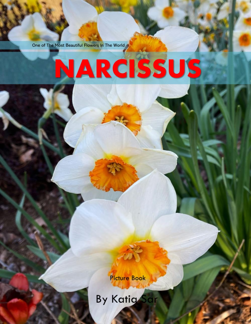 Narcissus: A perfect Coffee Table Picture Book - For Flower Enthusiasts and Gardeners .