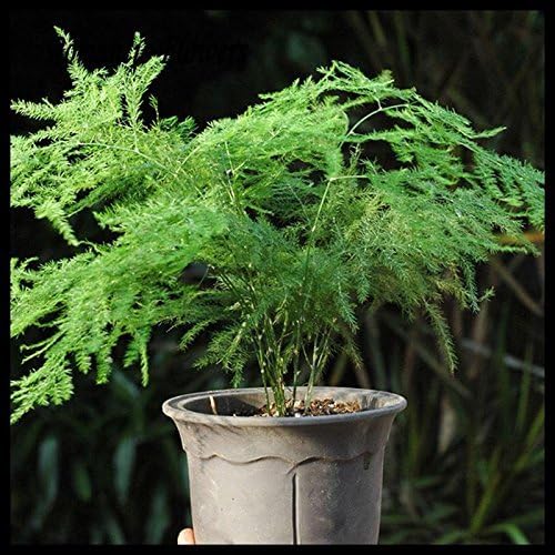 Asparagus Setaceus Seeds Home Small Bamboo Seeds Luck
