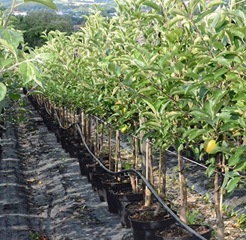 Weißer Klarapfel – Sommerapfel für Garten und Obstbau