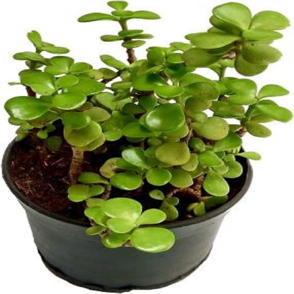 Alive Jade Dollar Lucky Plant - Crassula Ovata - Perfect for Office & Home Decor